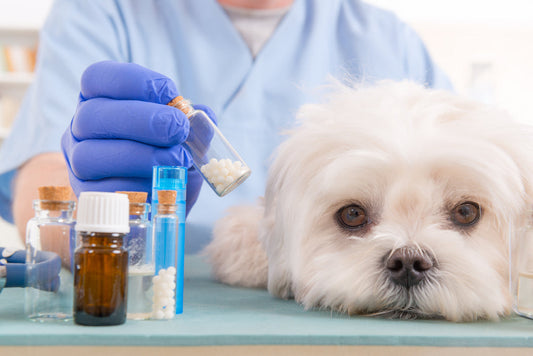 What Is a Veterinary Compounding Pharmacy — and When Does Your Pet Need One?
